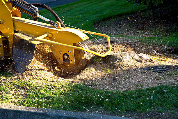 Best Root Management and Removal  in San Joaquin, CA