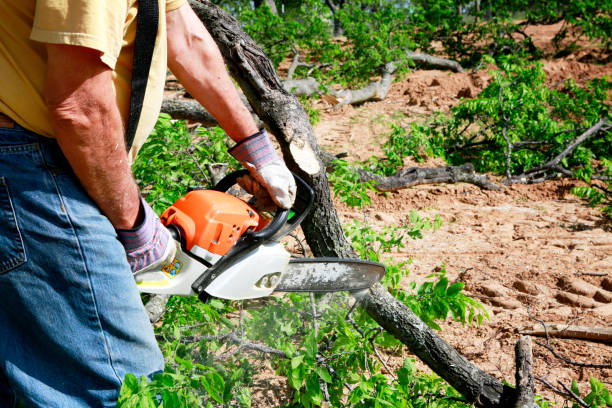 Best Arborist Consultation Services  in San Joaquin, CA